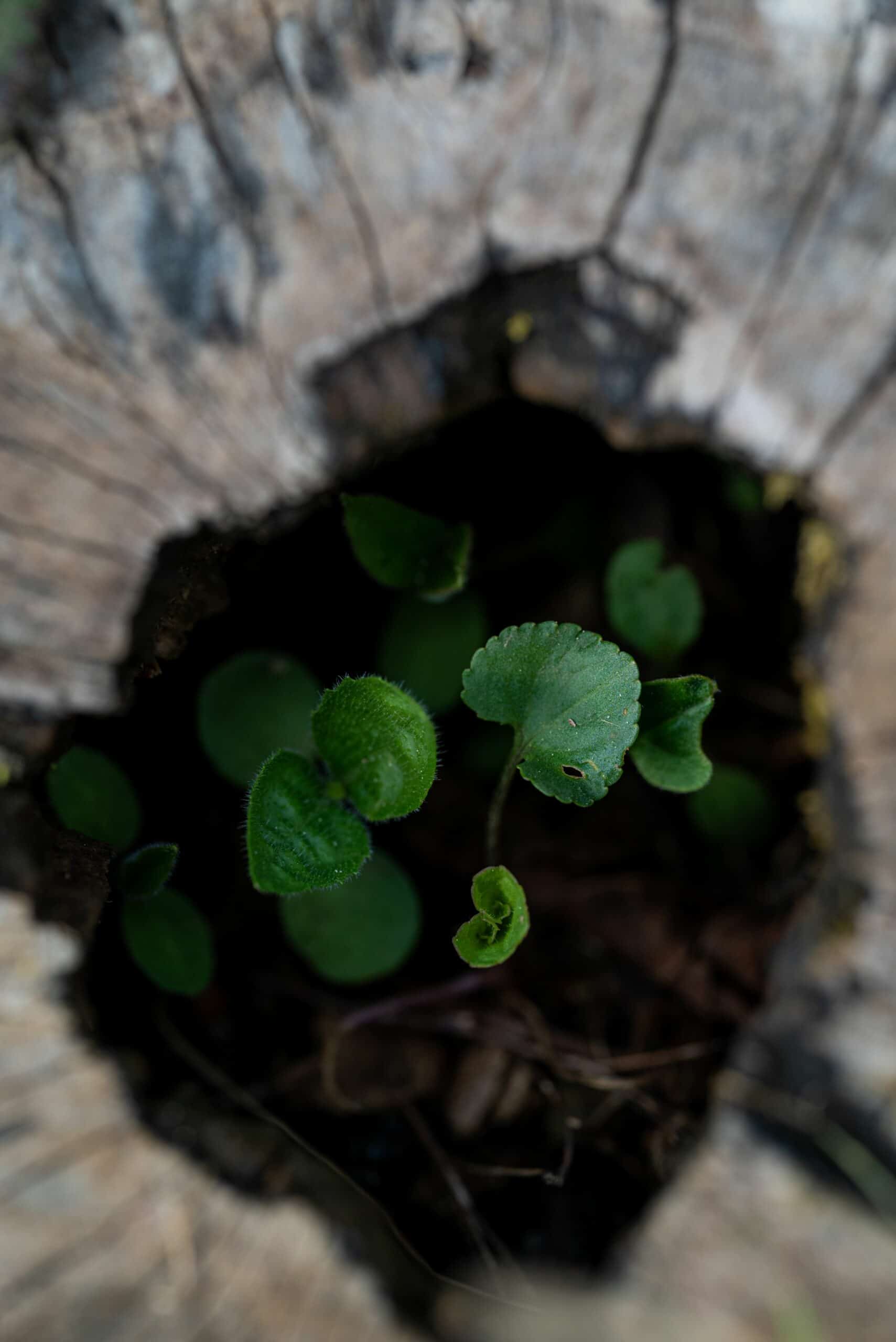 Life within
