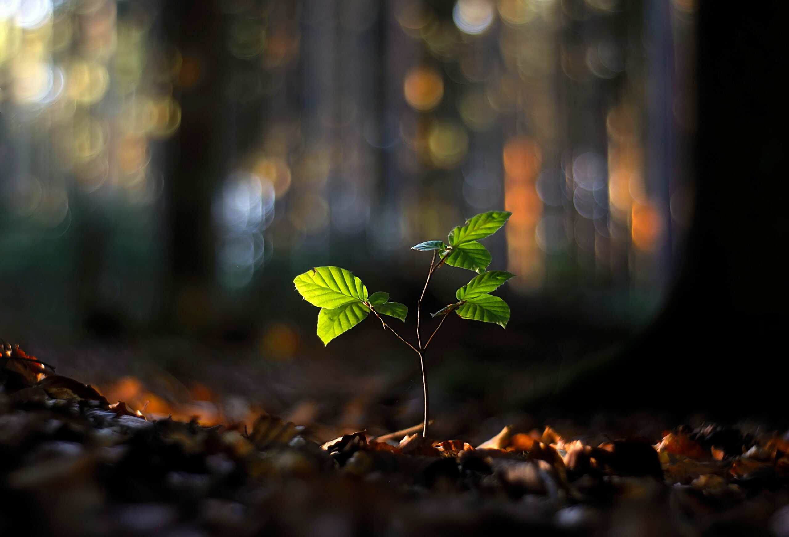 New life beginning