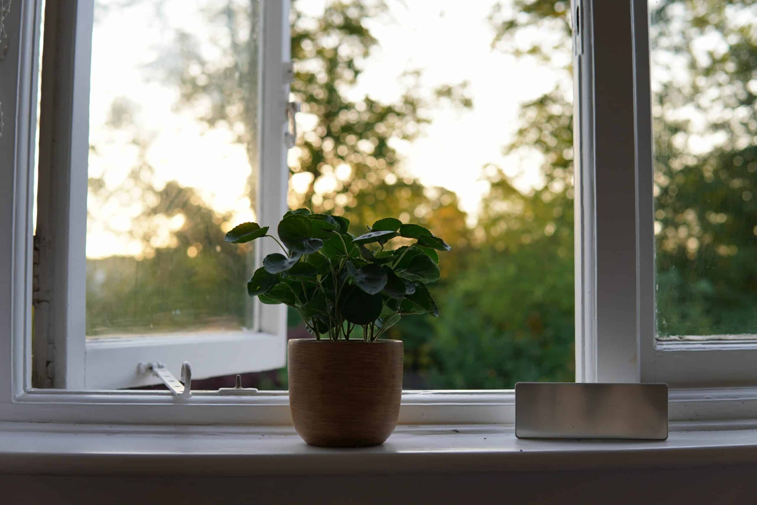 Plant peace