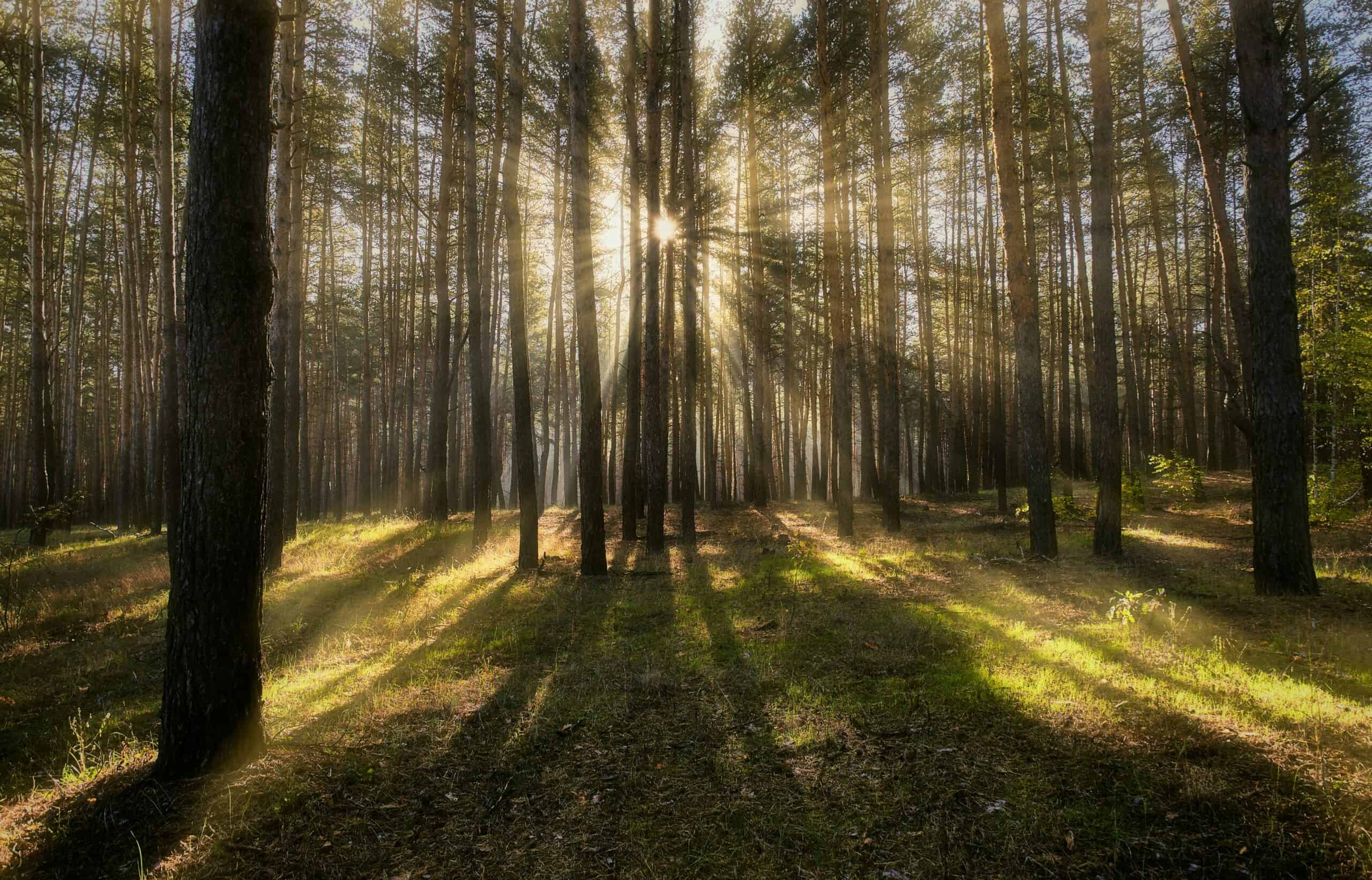 Trees and light rays