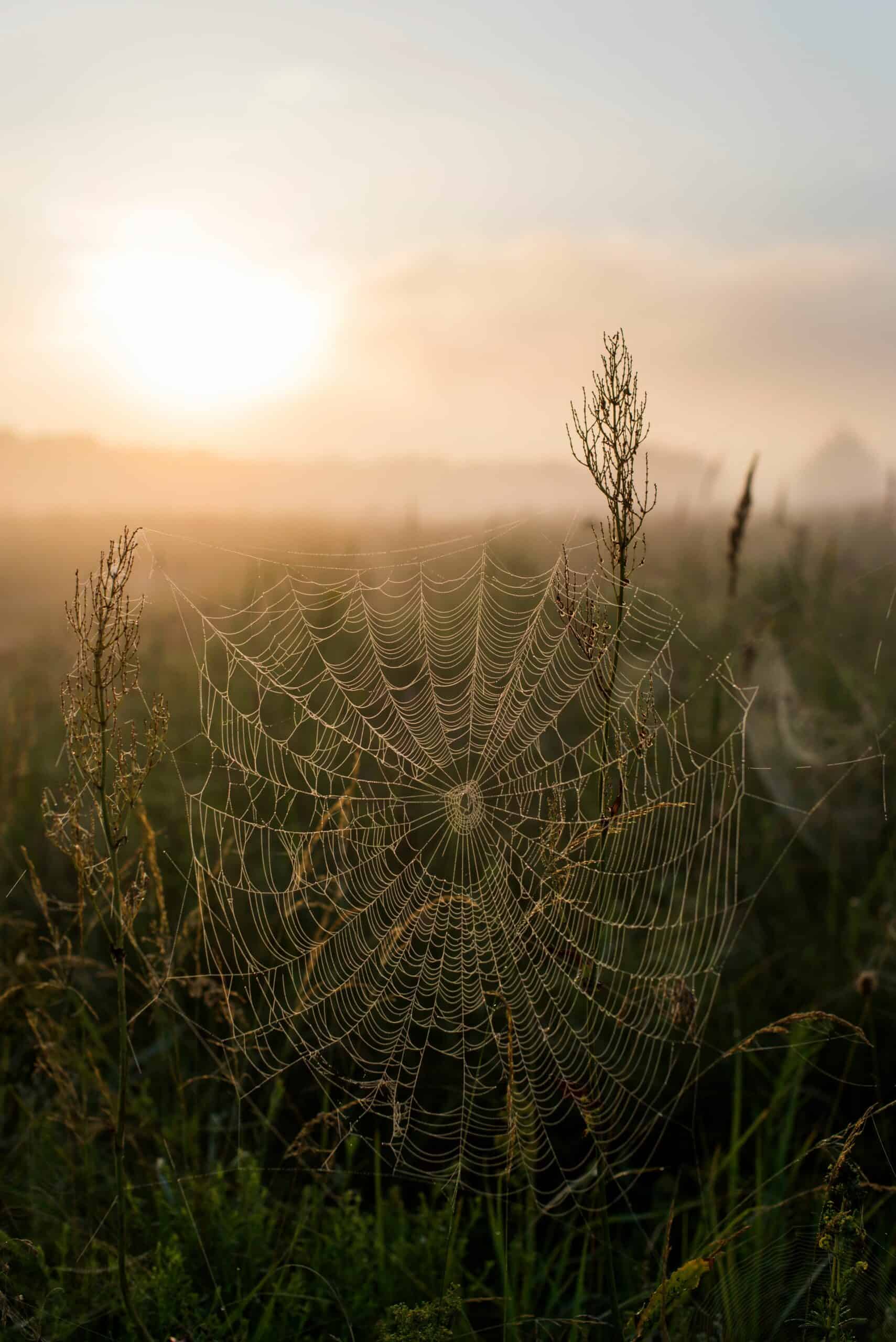 Cobweb